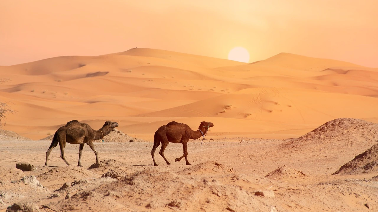 Desert Sunrise